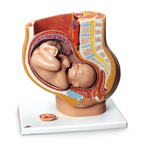 Birth defects change the shape or function of one or more parts of the body. Pregnant Women Model | SB23480U made by Nasco | CPR Savers ...