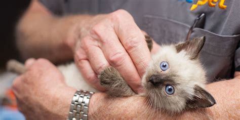 Pet owners get cash back. Kitten Care Services | 1st Pet Veterinary Centers