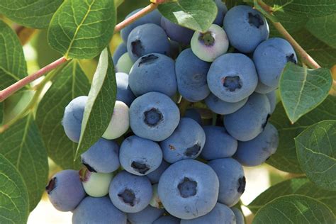 Apricots with their luscious combination of sweetness and tanginess are, in my opinion, the tastiest fruit in the stone fruit orchard. Low Chill, Cold-Hardy Berry Varieties Available at Fall ...