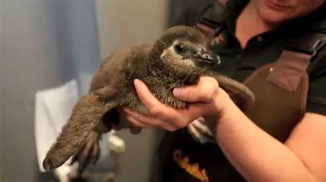 The california academy of sciences is a 501(c)(3) nonprofit organization. The Academy's New Penguin Chick | California Academy of ...