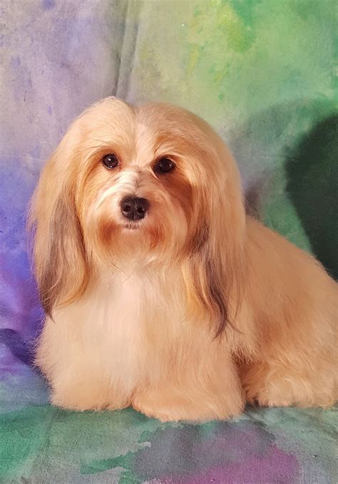 Looking for a home raised, healthy, akc registered havanese puppy? Happy Paws Havanese - Della