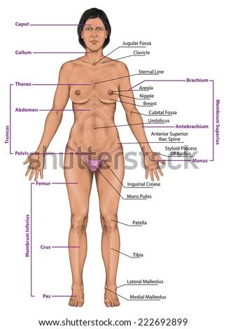 Learn the human body and face parts names in english with the help of the youngest grammarbank team member. Woman Women Female Anatomical Body Surface Stock ...