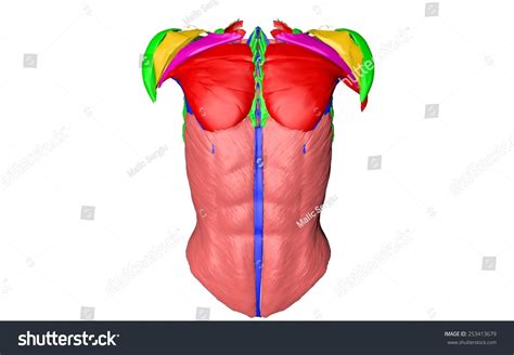 Chest anatomy muscles human chest. Chest Muscles Diagram / Diagram Female Chest Diagram Full Version Hd Quality Chest Diagram ...