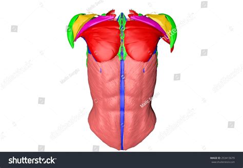 Adding chest muscles makes them look more realistic. Chest Muscles Diagram / Diagram Female Chest Diagram Full Version Hd Quality Chest Diagram ...