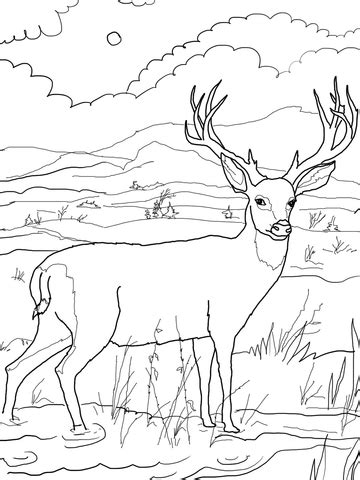 The free deer coloring pages to print depict the deer in various settings, natural as well as captive. Blacktail Mule Deer coloring page | Free Printable ...