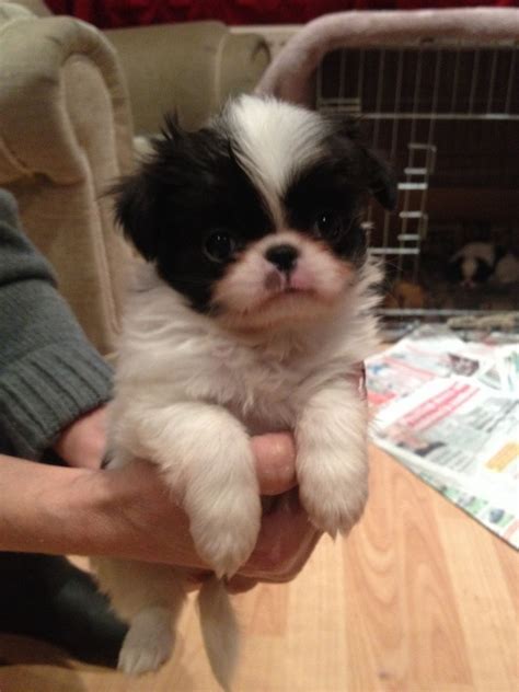 Full kc registered male japanese chin for sale selling through no fault of his own 17 months old great with other dogs and children loves his walks and going in the car loves giving kisses and cuddles he comes with all his. Japanese Chin Puppies For Sale 750 Posted 16 Days Ago For ...