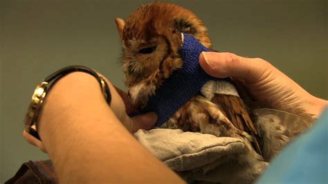 As part of a community giving back program, vets to go, along with the nonprofit, the mustard seed, provided free veterinary care to a number of homeless pets. Screech Owl gets a sling - Exotic Pet vet - YouTube