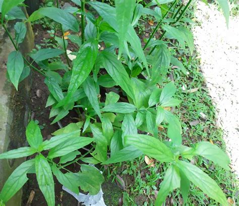 Sabah snake grass dealer in singapore in recent years, there has been a lot of talk on the miracle of we are a group of researchers who are looking into the real effect of sabah snake grass. Exotic Plants in Indonesia : Dandang Gendis Tree