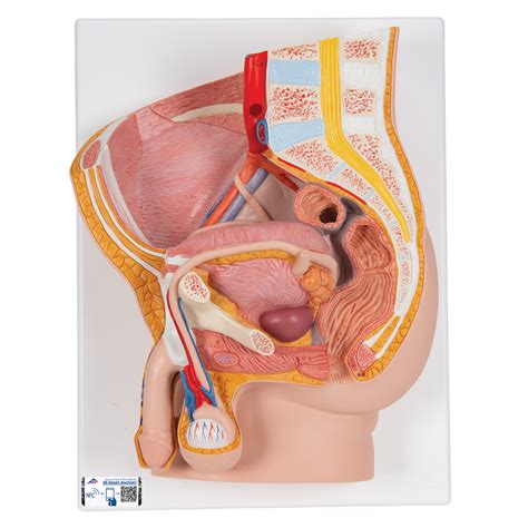 Figure 8.15 male and female pelvis the female pelvis is adapted for childbirth and is broader, with a larger subpubic angle, a rounder pelvic brim, and a wider in general, the bones of the male pelvis are thicker and heavier, adapted for support of the male's heavier physical build and stronger muscles. Anatomical Teaching Models | Plastic Human Pelvic Models ...