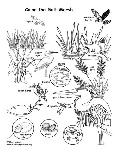 It can also foster physical and psychological development in a range of areas. Salt Marsh Coloring Page in 2020 | Coloring pages, Salt ...