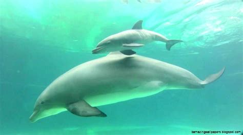 Little baby dolphin with her mother. Baby Dolphins Being Born | Amazing Wallpapers