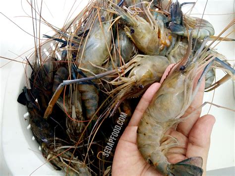 Kalau rasanya sama, saya akan pilih kisar. Resipi Udang Galah - Resepi Bergambar