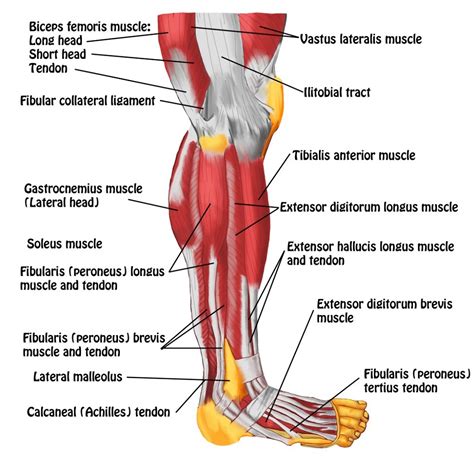 However, many of the leg muscles share functions with other leg muscles. Leg Muscles Diagrams Human Anatomy - 101 Diagrams