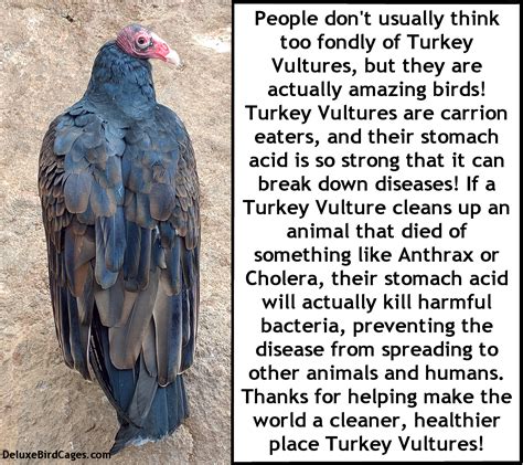 Turkey Vulture Bird Fact! | Bird facts, Bird, Vulture