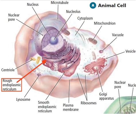 Unlike the eukaryotic cells of plants and fungi, animal cells do not have a cell wall. Rough Endoplasmic Reticulum