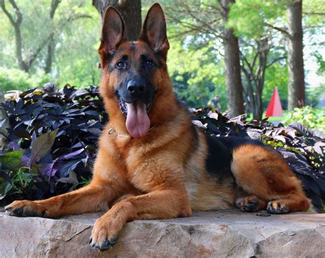 Originally bred specifically for herding sheep, the german shepherd has been widely used for many different types of jobs, including search and rescue. Mittelwest Male German Shepherd For Sale - Vabo vom ...