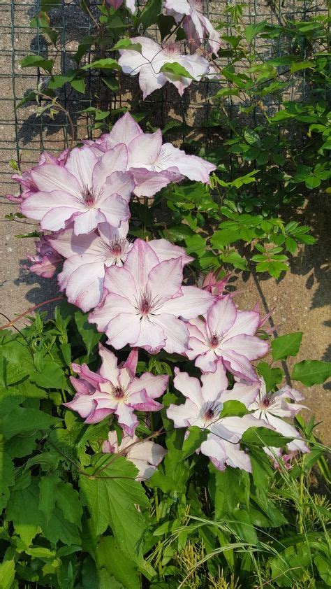 We did not find results for: Clematis Omoshiro | Kwiaty