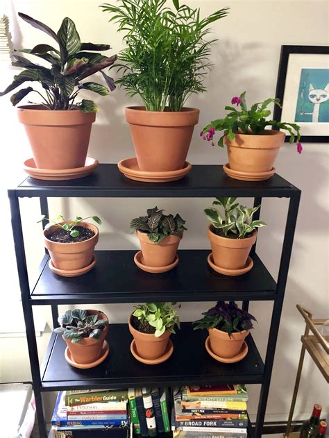 So, how much cold could a seedling tolerate at about 1 or 2 years of age? The bulk of my pet safe houseplant collection : houseplants