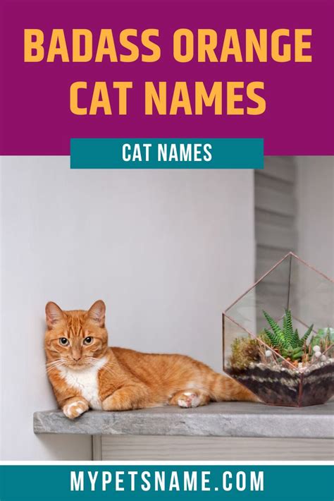 In my opinion, malcolm, is a very attractive classic (blotched) a tabby cat is one which has a unique design on its coat, mainly strips, dots and whirls. Like any other cat, an orange tabby has its own ...