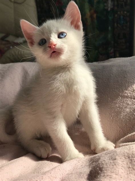 White cats with blue eyes names. white kitten with blue eyes , very friendly | in Kilburn ...