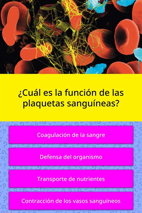Participan en la formación de coágulos de sangre y en la reparación de los trastornos de la función plaquetaria son afecciones en las que las plaquetas no funcionan como deberían, lo que provoca una tendencia a sangrar o hematomas. ¿Cuál es la función de las plaquetas... | Las Preguntas ...