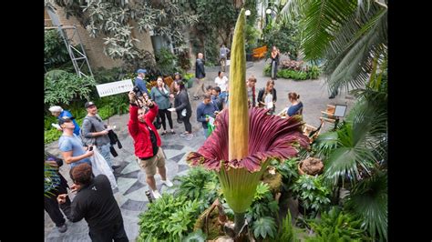 Carefully selected and chosen flower bouquet is a 100 time better option for sharing. 9 things to know about the corpse flower | wtsp.com