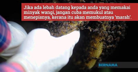 Maybe you would like to learn more about one of these? Orang Ramai Diminta Jangan Terus Bunuh Lebah, Dikhuatiri ...