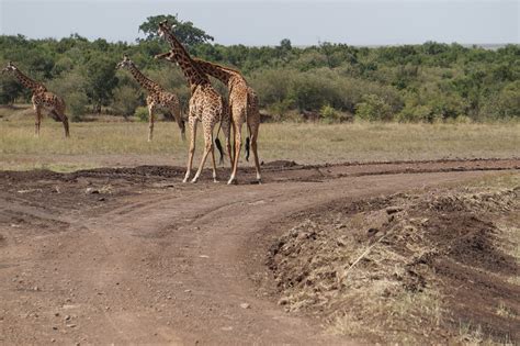 Here visitors can see elephants, leopard, lions, hippos and more in their natural habitats. KENYA: Maasai Mara Photo Safari June 2017 | Page 2 ...