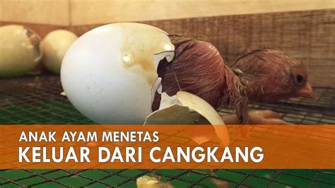 We did not find results for: Telur Ayam Menetas : Anak Ayam Keluar Dari Cangkang Telur ...