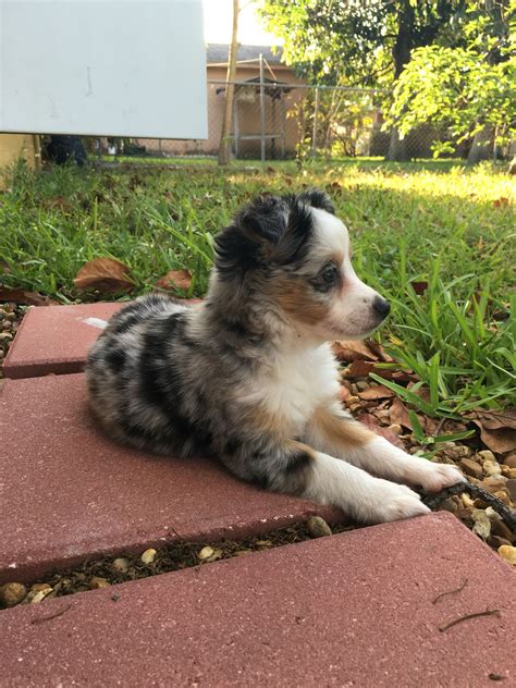 They're also with children and other dogs, so adopt your but in 1933 king george vi (then duke of windsor) gave the princess elizabeth a pembroke welsh corgi puppy, triggering an explosion in the breed's. Blue Merle Corgi Puppies For Sale Florida - Animal Friends