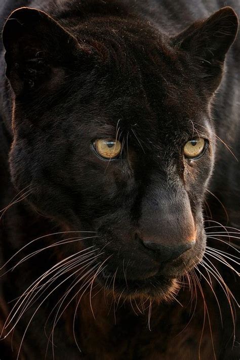 4.6 out of 5 stars. Black leopards have green eyes...this is a panther. Discussion? | Big cats, Animals beautiful