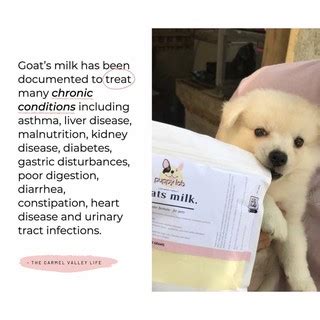 There are 73 goat milk puppy for sale on etsy, and they cost $10.25 on. Goats Milk for Pets [Puppies, Dogs, Kittens, Cats, Bunnies ...