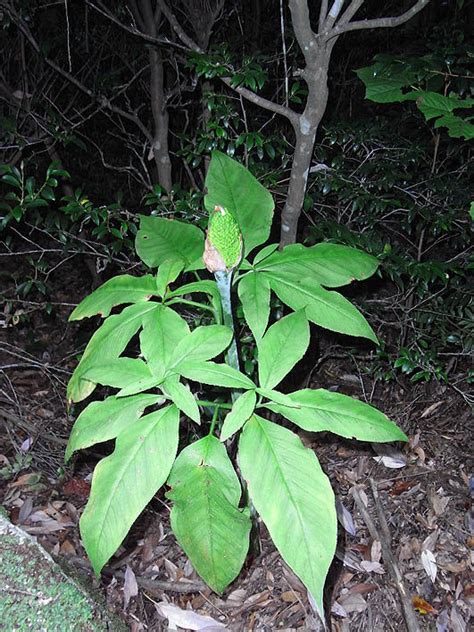 Its natural habitat is damp forests. Arisaema serratum var. serratum | Plants of the World ...