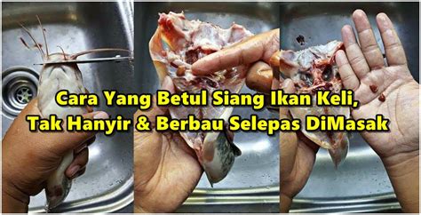 Join facebook to connect with darah beku and others you may know. Cara Yang Betul Siang Ikan Keli, Kena Buang Darah Beku ...