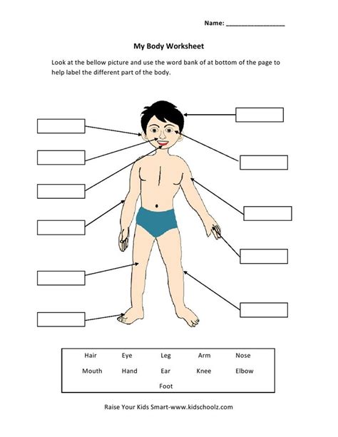 The human anatomy 5th grade worksheets education com. Pin on summmer vacation