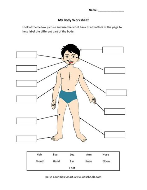 I've labelled the diagrams up to show the main human body muscles. Pin on summmer vacation