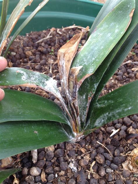 Clivia is a genus of monocot flowering plants native to southern africa. Mealybug On Phormium