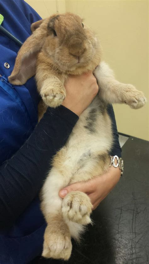 Rabbits have inherent digging behavior. My grumpy rabbit being man handled at the vet :) | Rabbit ...