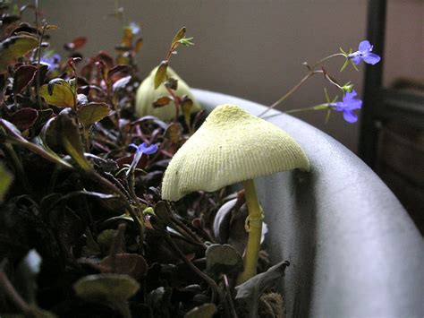 It operates as a franchise under the banner of home grown industries, inc. Nature ID: yellow houseplant mushroom ~ 04/25/12 ~ at home