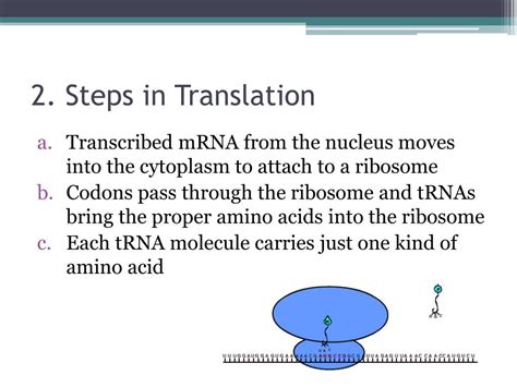 These molecules seem to be generated by the nuclear processing of a precursor molecule. PPT - Chapter 13- RNA and Protein Synthesis PowerPoint ...