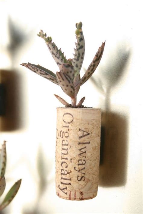 Mine are still collecting up in my kitchen junk drawer. succulent cork magnet, organic kalanchoe (plant, cork ...