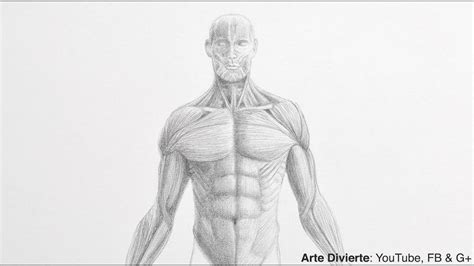 Learn more about the hardest working muscle in the body with this quick guide to the anatomy of the heart. Cómo dibujar un torso - Dibujo anatómico - YouTube