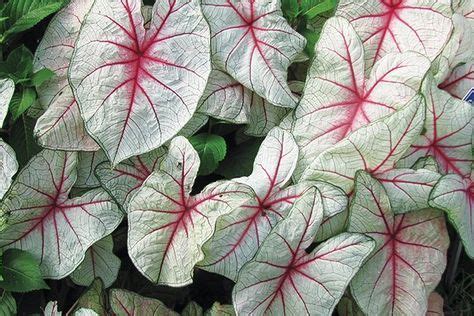 We did not find results for: The caladium White Queen is one of the many varieties of ...