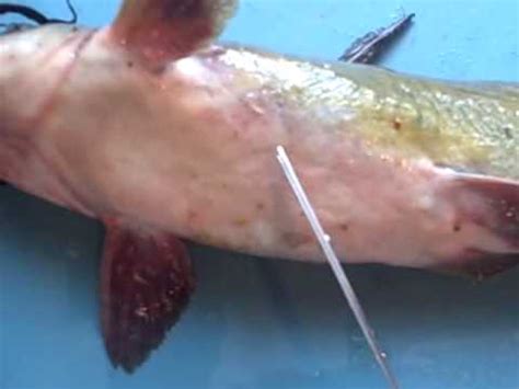 First, understand the skin type of your catfish. How to Fillet a Catfish the easy way! - YouTube