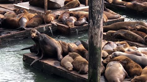 For dogs who have established barking as a. Barking Seals at Pier 39, San Francisco II - YouTube