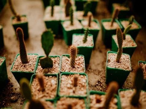 Para saber si las semillas son viables, es decir, si tienen posibilidad de germinar, la manera más solo germinarán durante la primavera avanzada en europa; Cómo cultivar cactus a partir de semillas - cactusmania