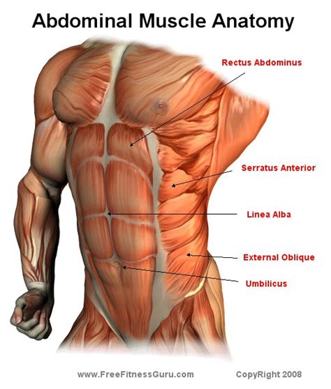 In front of the fascia are the abdominal muscles and skin. FreeFitnessGuru - Abdominal Anatomy