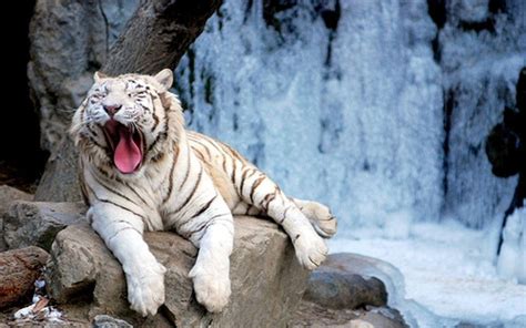 The white tiger (2021) full movie : White Tiger Wallpapers HD - Wallpaper Cave