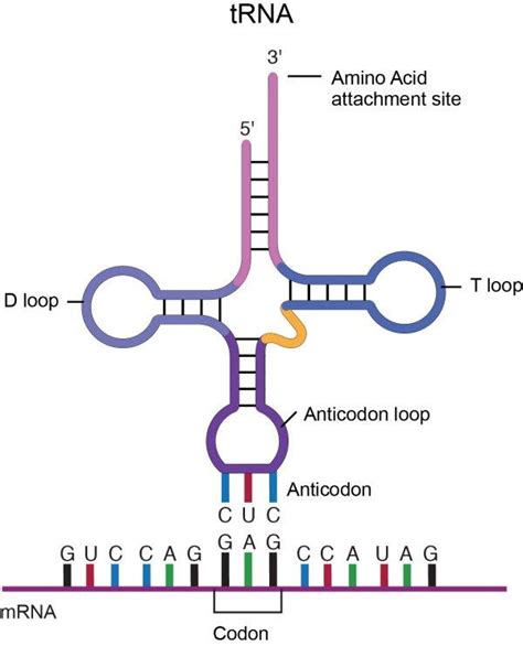 Mrna stands for messenger ribonucleic acid. Category: Biology - It's a natural universe