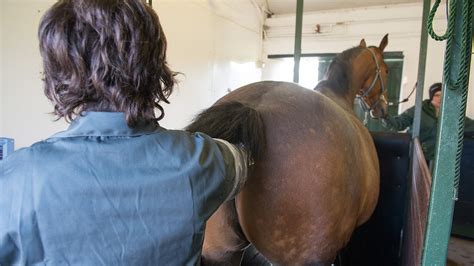 The commode needs to be radiolucent and safely attached to a two hours prior to the examination the patient ingests 135 ml of liquid barium contrast to opacify the small. Rectal palpation: The reason and risks *H&H Plus* - Horse ...